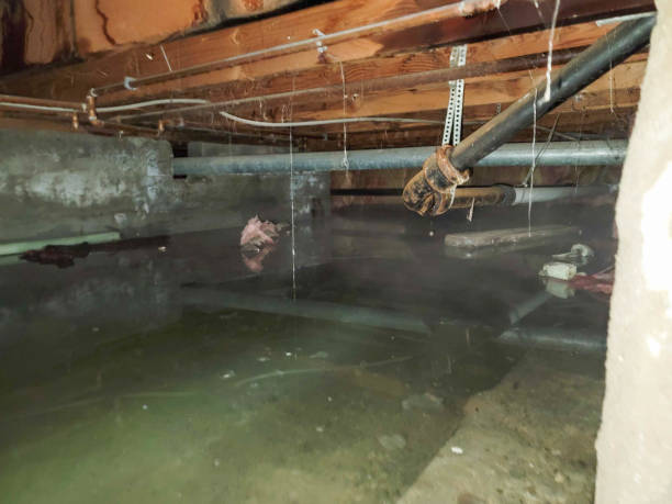 Best Local water damage restoration  in Pipestone, MN